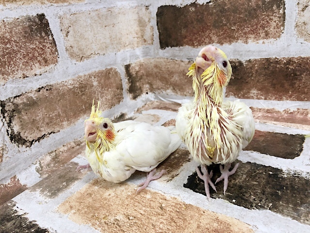 ほっぺが可愛い♥オカメインコヒナ(ルチノー) オカメインコ