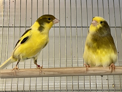 ローラーカナリア