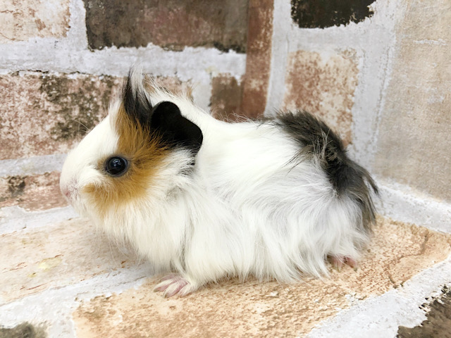 アビシニアンモルモット