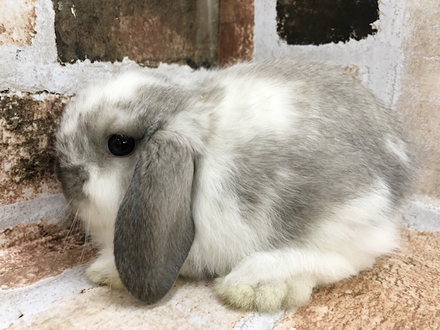 ロップイヤーラビット