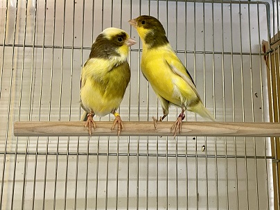 ローラーカナリア