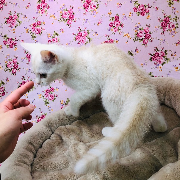 アメリカンショートヘア