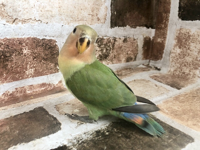 コザクラインコ（小桜インコ）