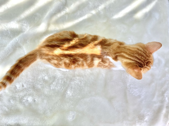 スコティッシュフォールド