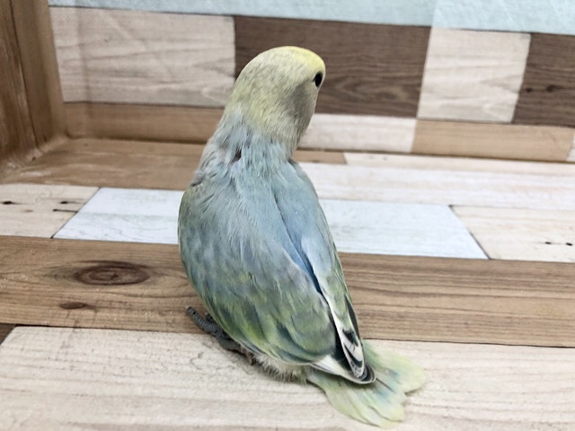 コザクラインコ（小桜インコ）