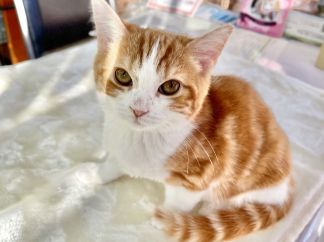 スコティッシュフォールド