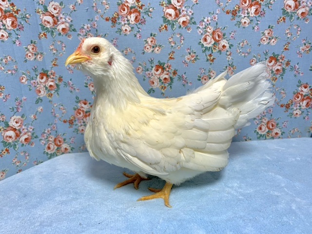 翁チャボ（オキナチャボ）