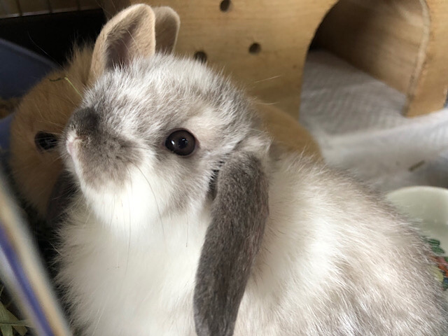 ロップイヤーラビット