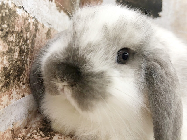 ロップイヤーラビット