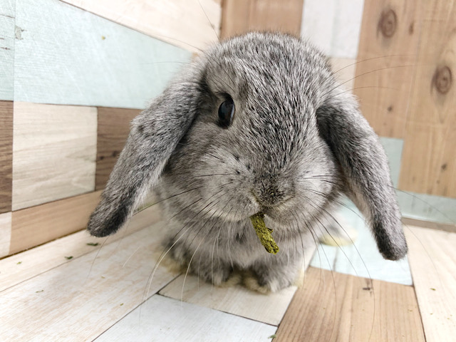 ロップイヤーラビット