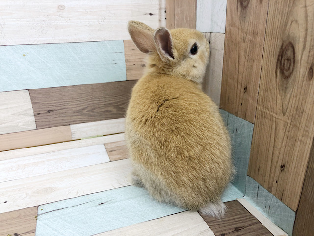 ネザーランドドワーフ