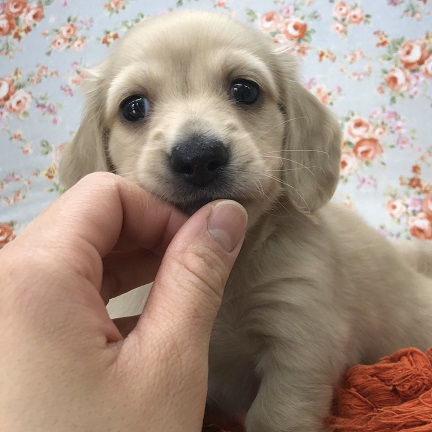 ミニチュアダックス