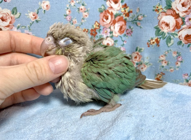 ホオミドリウロコインコ