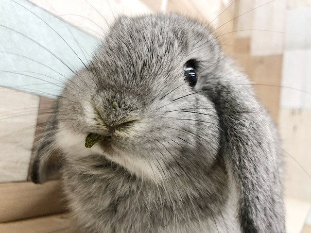 ロップイヤーラビット