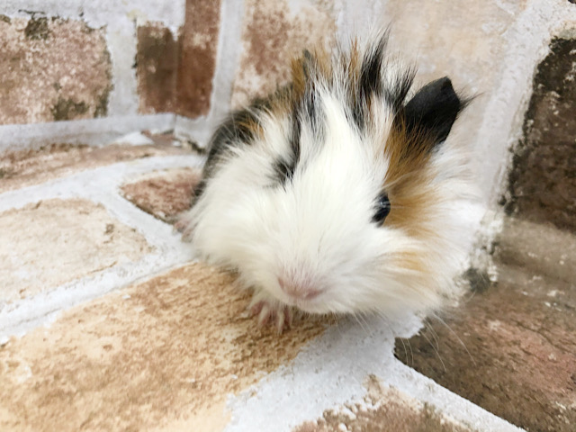 アビシニアンモルモット