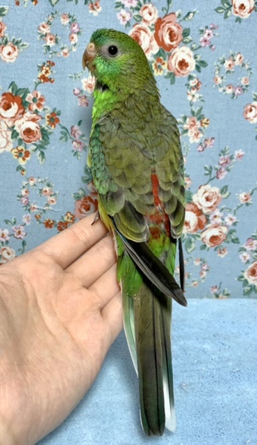 ビセイインコ（美声インコ）