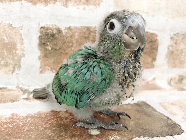 ホオミドリウロコインコ