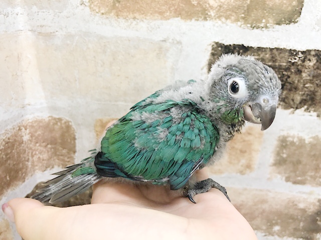 ホオミドリウロコインコ