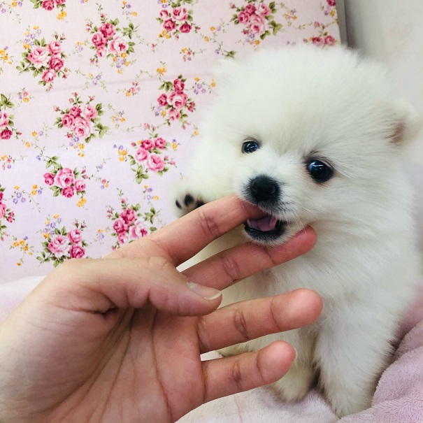 ポメチー（ポメチワ）