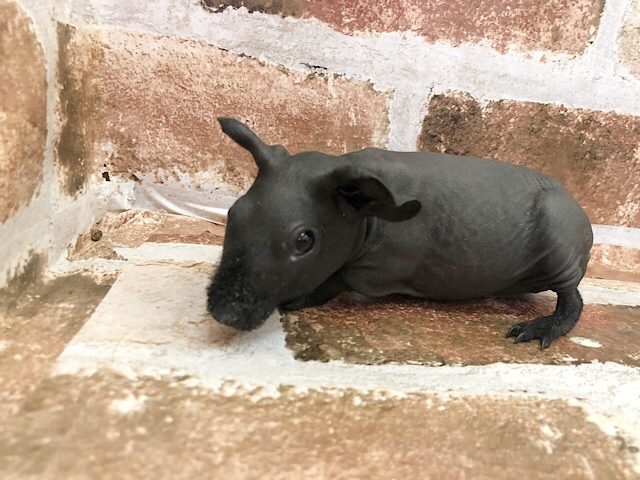 スキニーギニアピッグ