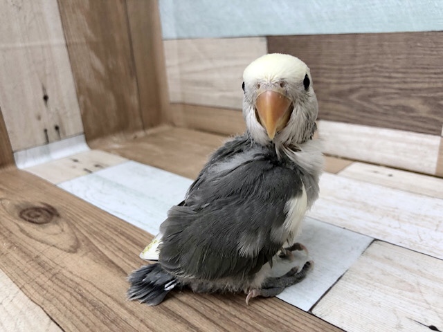 コザクラインコ（小桜インコ）