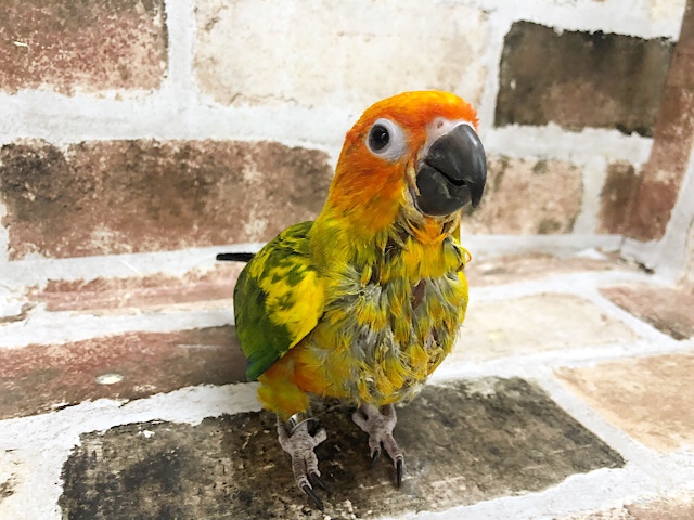 コガネメキシコインコ