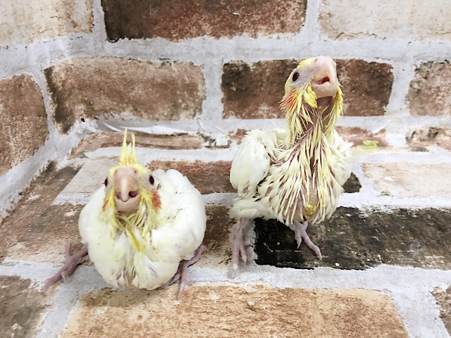 ほっぺが可愛い♥オカメインコヒナ(ルチノー) オカメインコ