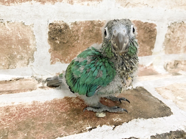 ホオミドリウロコインコ