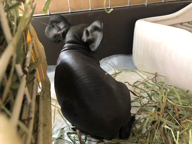 スキニーギニアピッグ