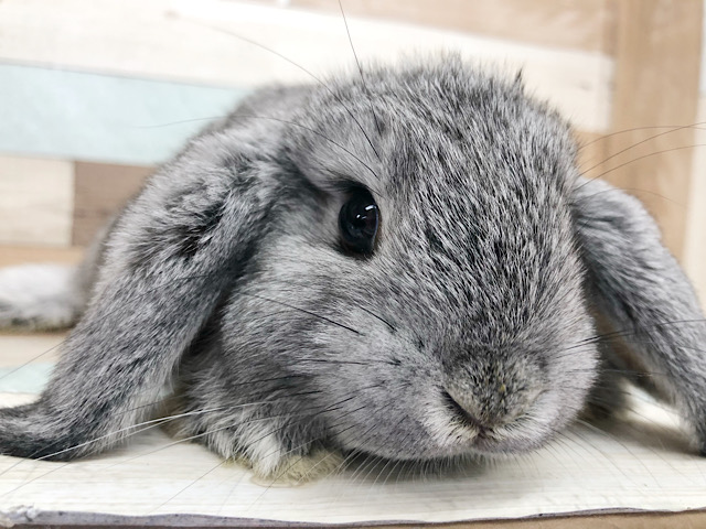 ロップイヤーラビット