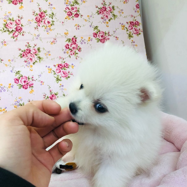 ポメチー（ポメチワ）