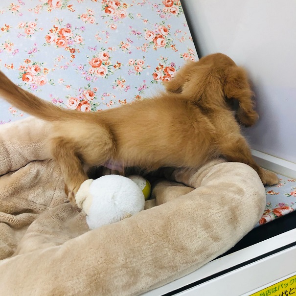 ミニチュアダックス