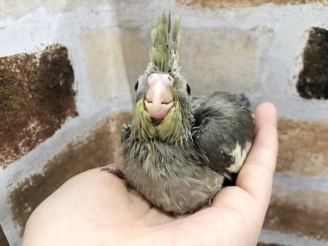 オカメインコ