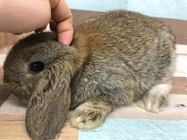 ロップイヤーラビット