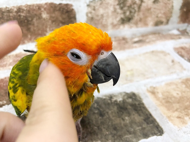 コガネメキシコインコ