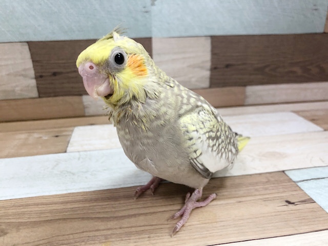 オカメインコ