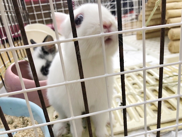 ネザーランドドワーフ