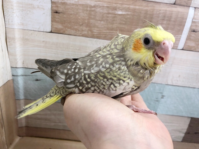 オカメインコ