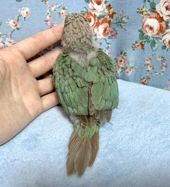 ホオミドリウロコインコ