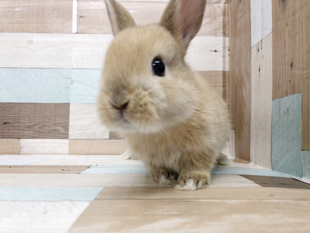 ネザーランドドワーフ