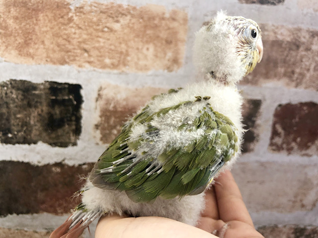 アカオウロコインコ