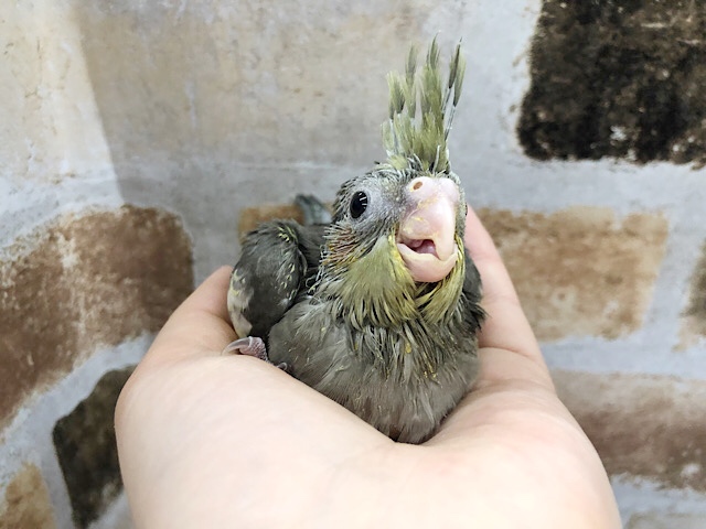 オカメインコ