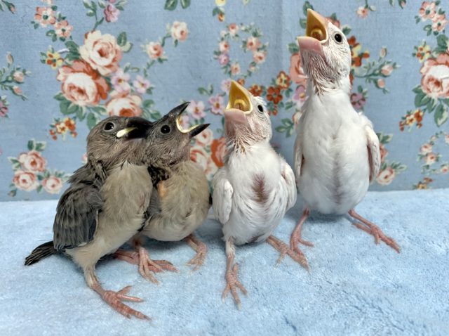 文鳥（ブンチョウ）