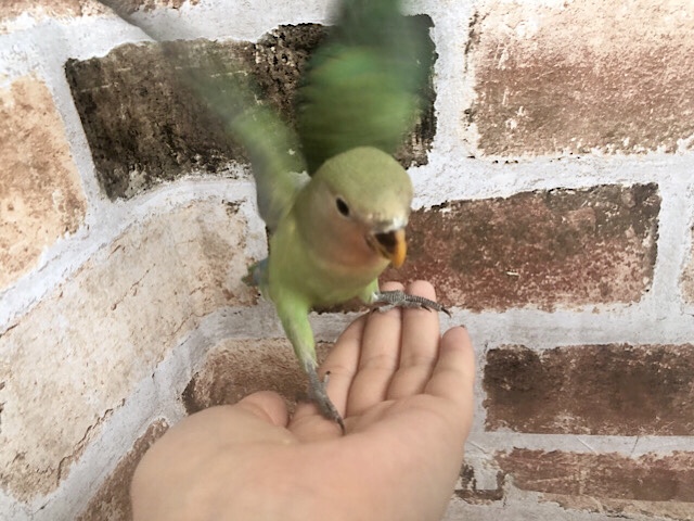 コザクラインコ（小桜インコ）