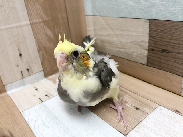オカメインコ