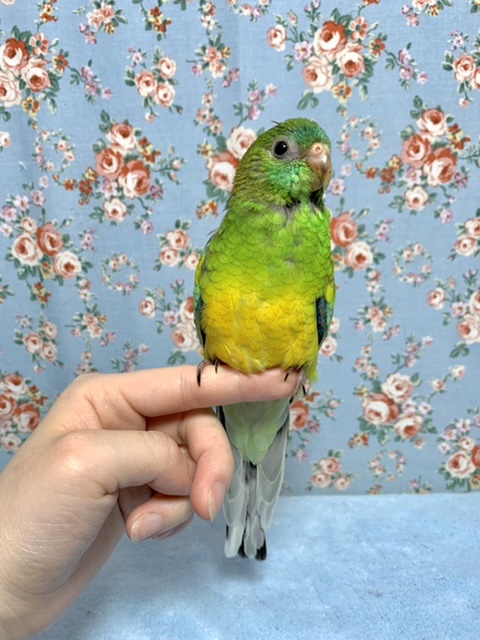 ビセイインコ（美声インコ）