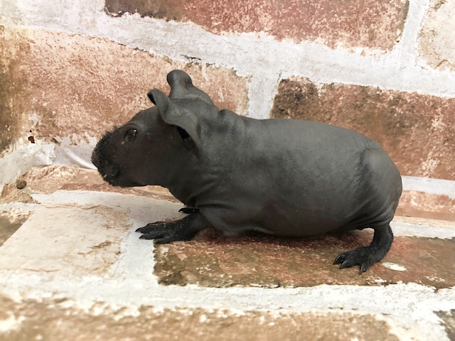 スキニーギニアピッグ