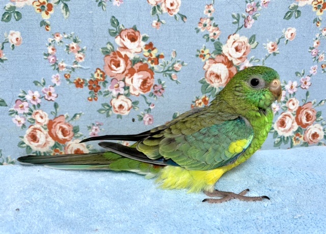 ビセイインコ（美声インコ）