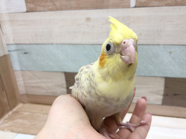 オカメインコ