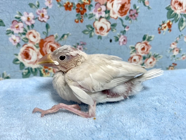 シルバーイノ文鳥